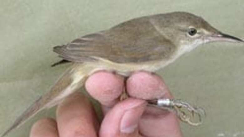 Wetland bird rediscovered in Thailand