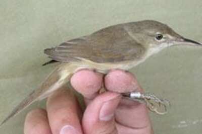 Wetland bird rediscovered in Thailand