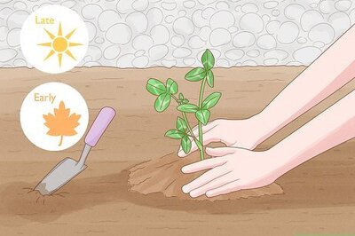 How to Grow Red Clover: The Simple Beginner's Guide