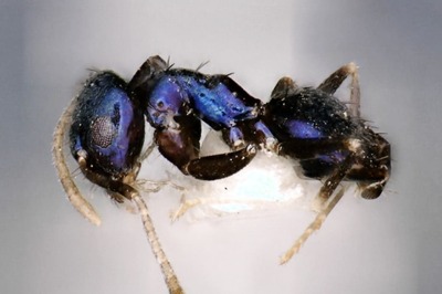 Researchers Discover New Blue Ant While On Expedition To Arunachal Pradesh’s Remote Siang Valley