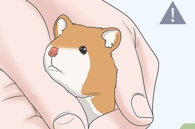 How to Hold a Hamster