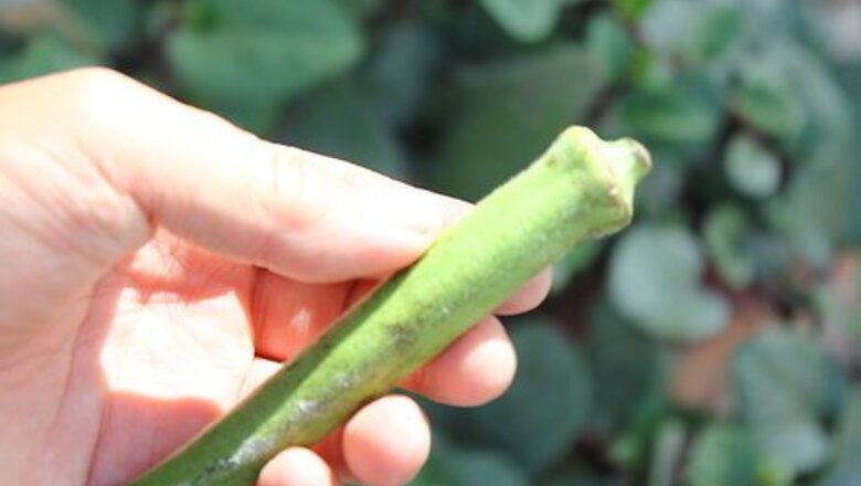 How to Preserve Fresh Okra
