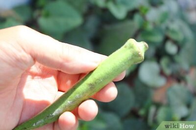 How to Preserve Fresh Okra