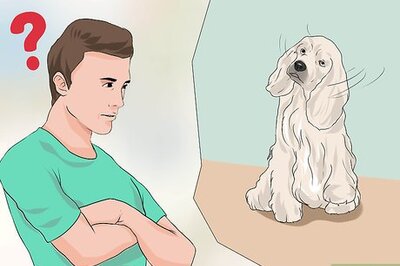 How to Treat Ear Infections in Cocker Spaniels