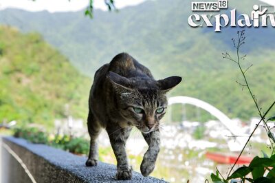 Horrifying Cat Murders Put a Japanese City on Edge: What's the Whole Story? Explained