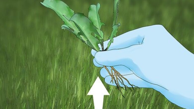 How to Control Lawn Weeds