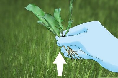 How to Control Lawn Weeds