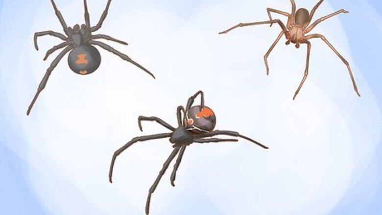 How to Kill Spiders