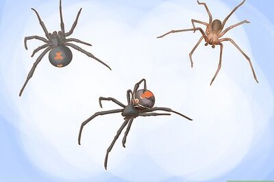 How to Kill Spiders