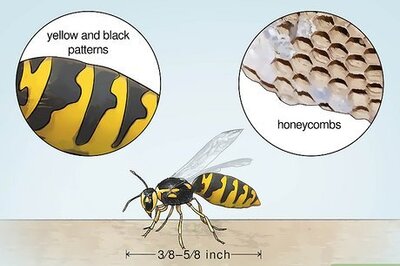 How to Identify Wasps