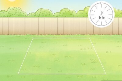 How to Plant Daffodils