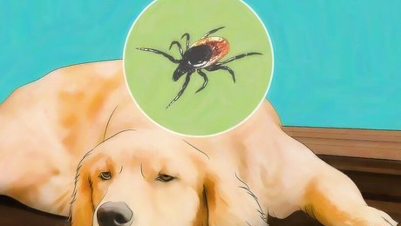 How to Identify Canine Tick Problems