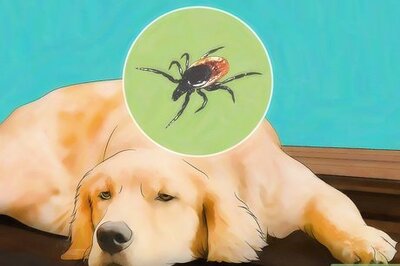 How to Identify Canine Tick Problems