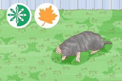 How to Kill a Mole