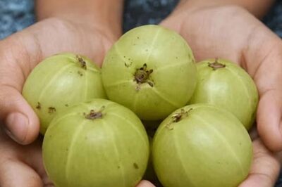 Why You Must Add Gooseberry To Your Winter Diet