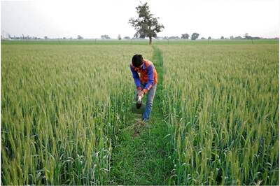 Gujarat's Dang Opts For Complete Chemical-Free Farming