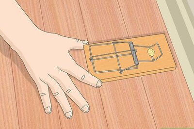 The 11 Best Ways to Get Rid of & Prevent Rats in Your Yard