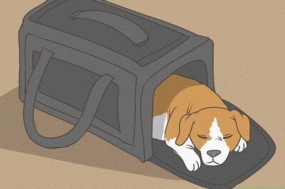 How to Carry an Injured Dog