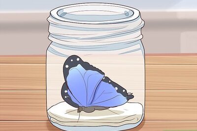 How to Preserve a Butterfly